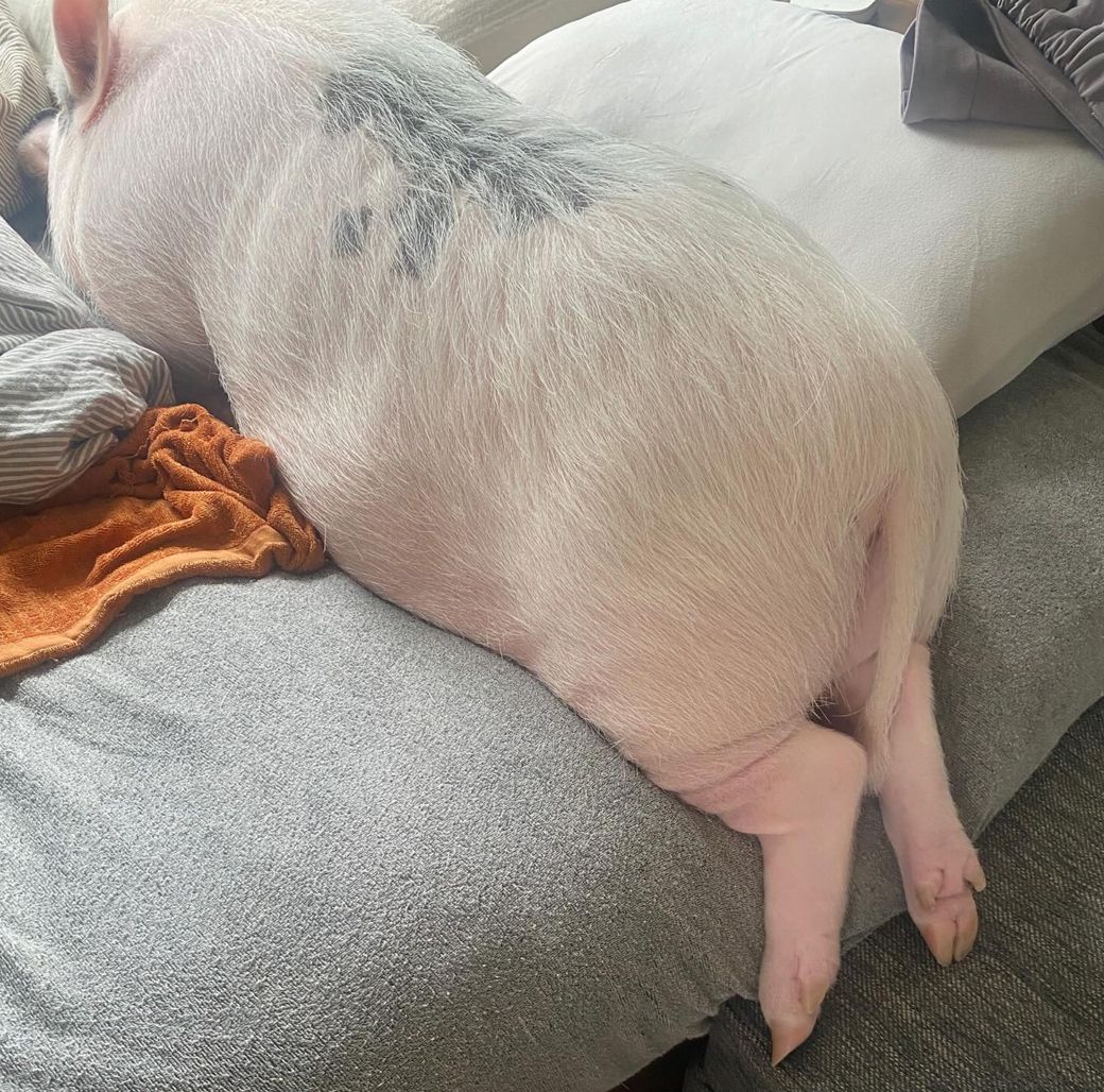 チャームポイントのムチムチおしり。丸いシェイプと左右に揺れる尻尾がポイント（写真提供：しおりさん）