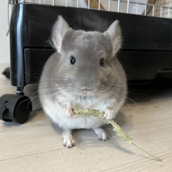チモシーを食べるチンチラ