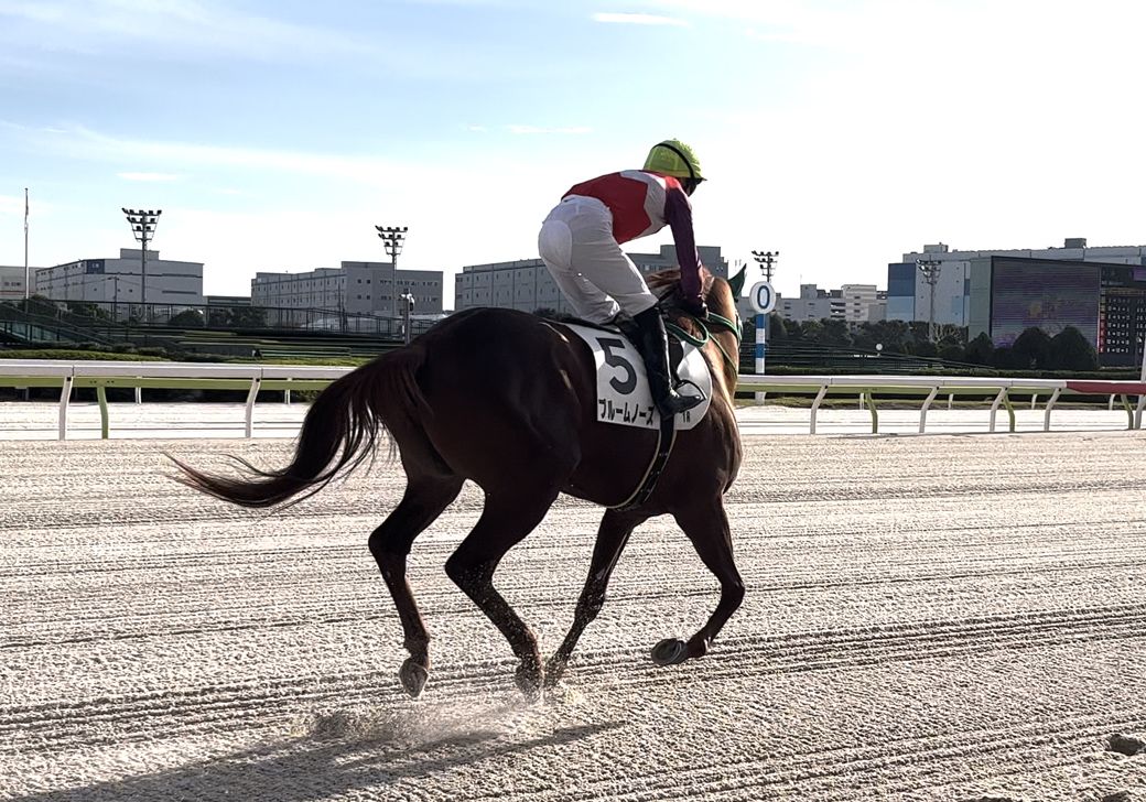 レース前にコーナーを走る競走馬。取材を行った東京・大井競馬場にて（筆者撮影）