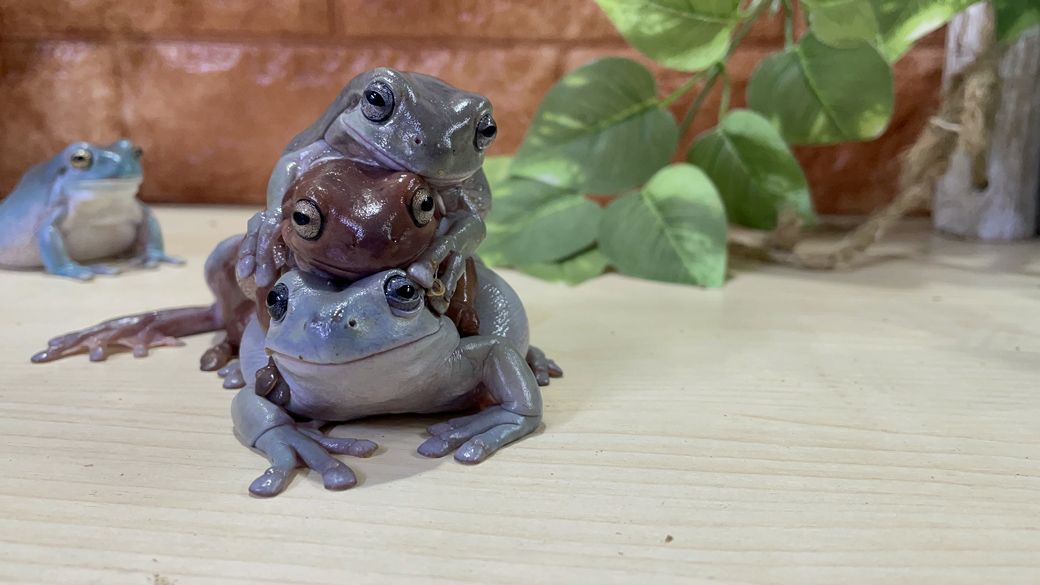 （写真提供：ぴよさん）