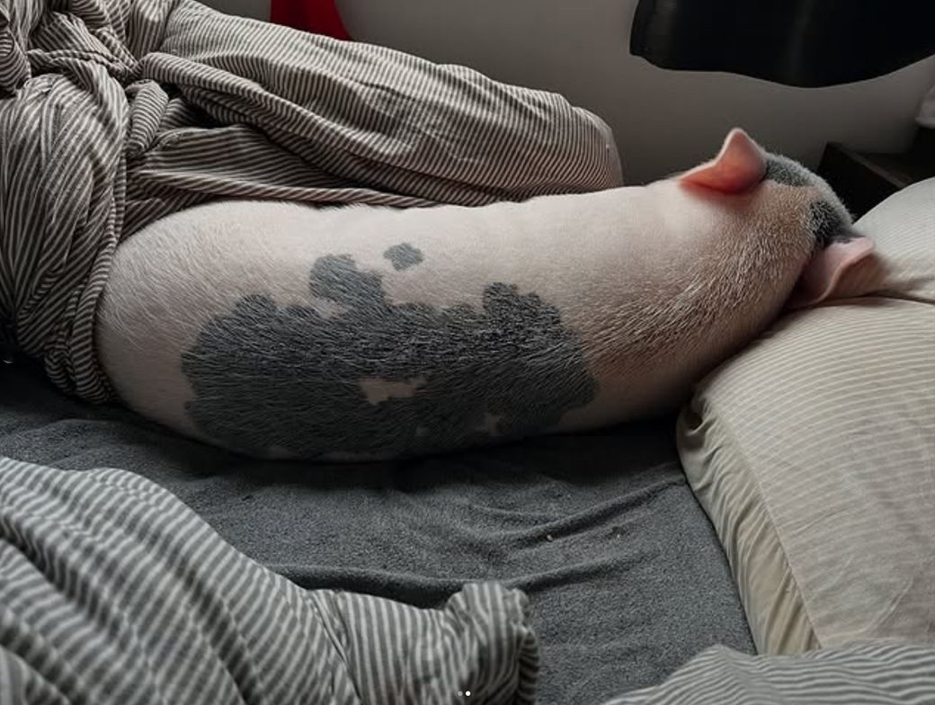 ベッドで眠るおもちくん。背中は立派だが、日に日に穏やかな性格になっていった（写真提供：しおりさん）