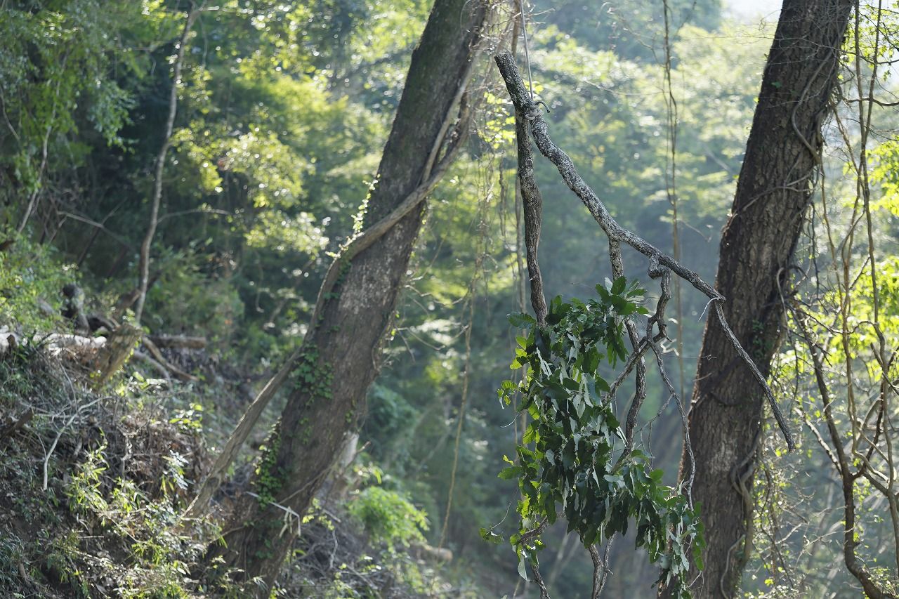 切断した枝は慎重にロープで吊るしながら斜面に下ろす。この枝だけでも相当の重量がある　（筆者撮影）