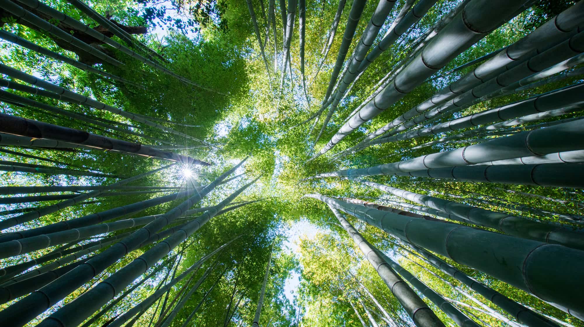 竹取物語 冴えないタイトルに隠れた深い意味 日本人が知らない古典の読み方 東洋経済オンライン 経済ニュースの新基準