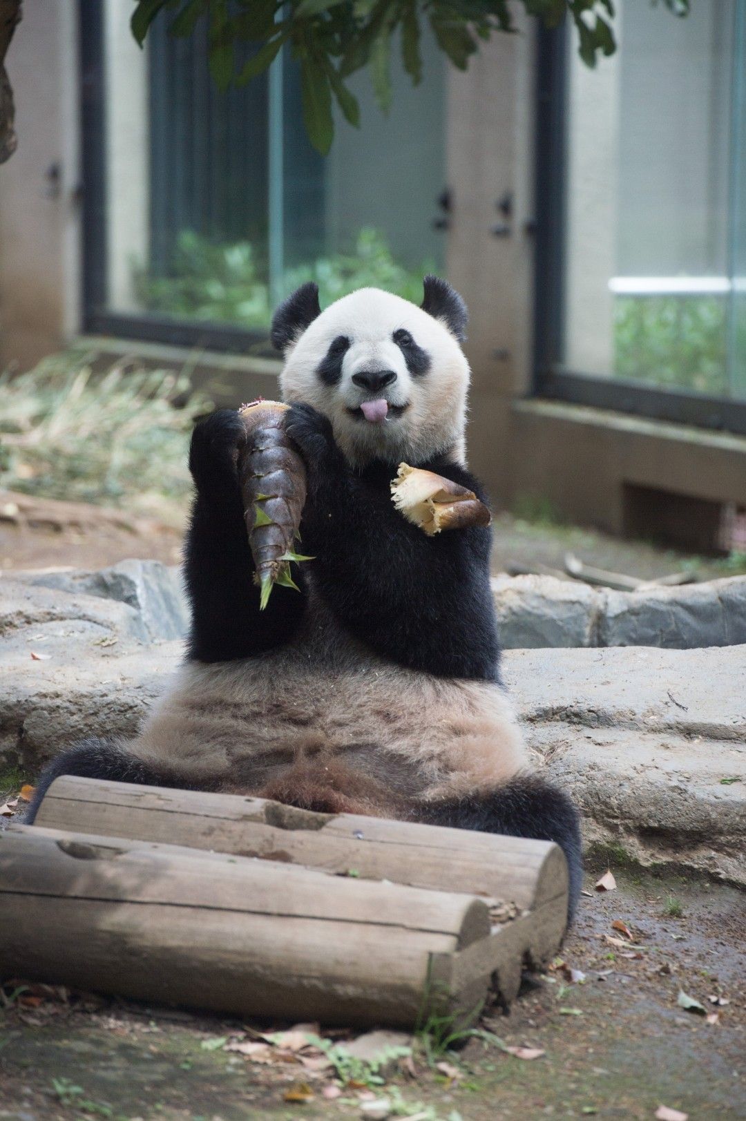 シンシン。2016年4月18日撮影（写真：高氏さん提供）