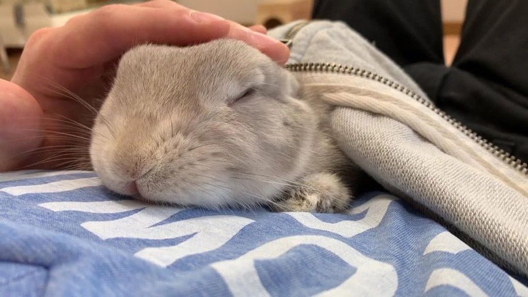 やすさんの上で目をつぶって眠るぽぽちゃん。ウサギは外敵から逃げられるよう、目を開けて寝ることが多い（写真提供：やすさん）