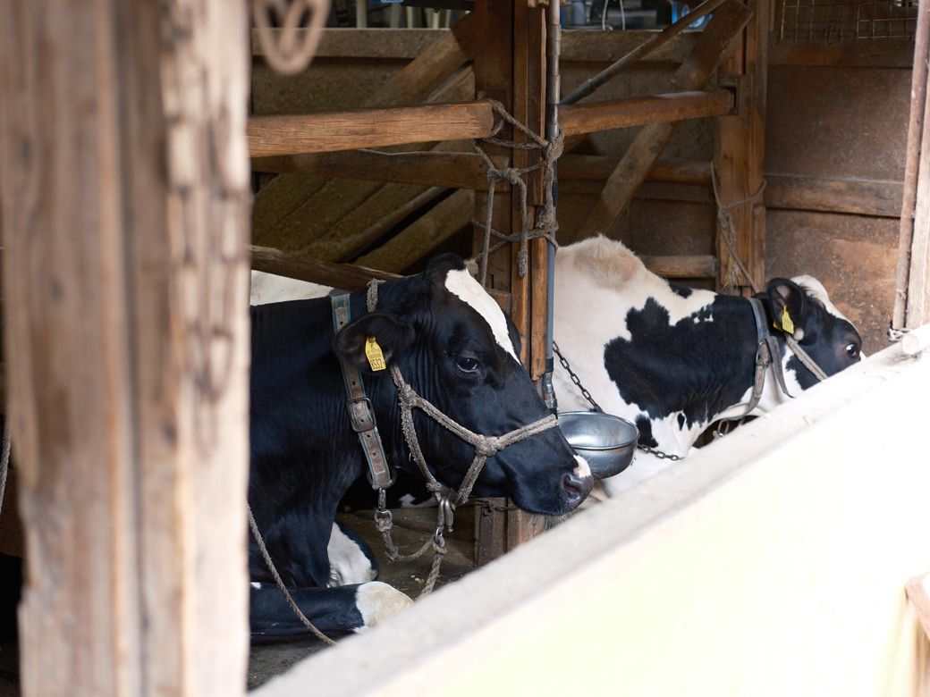 小泉牧場は23区内で唯一現存する牧場だ（筆者撮影）