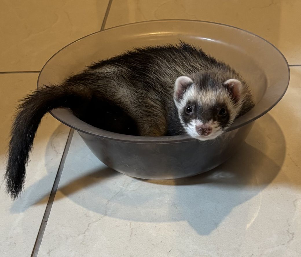 マロンくんはお風呂場が大好き。特に洗面器の中で眠るのがお気に入り（写真提供：ミキさん）