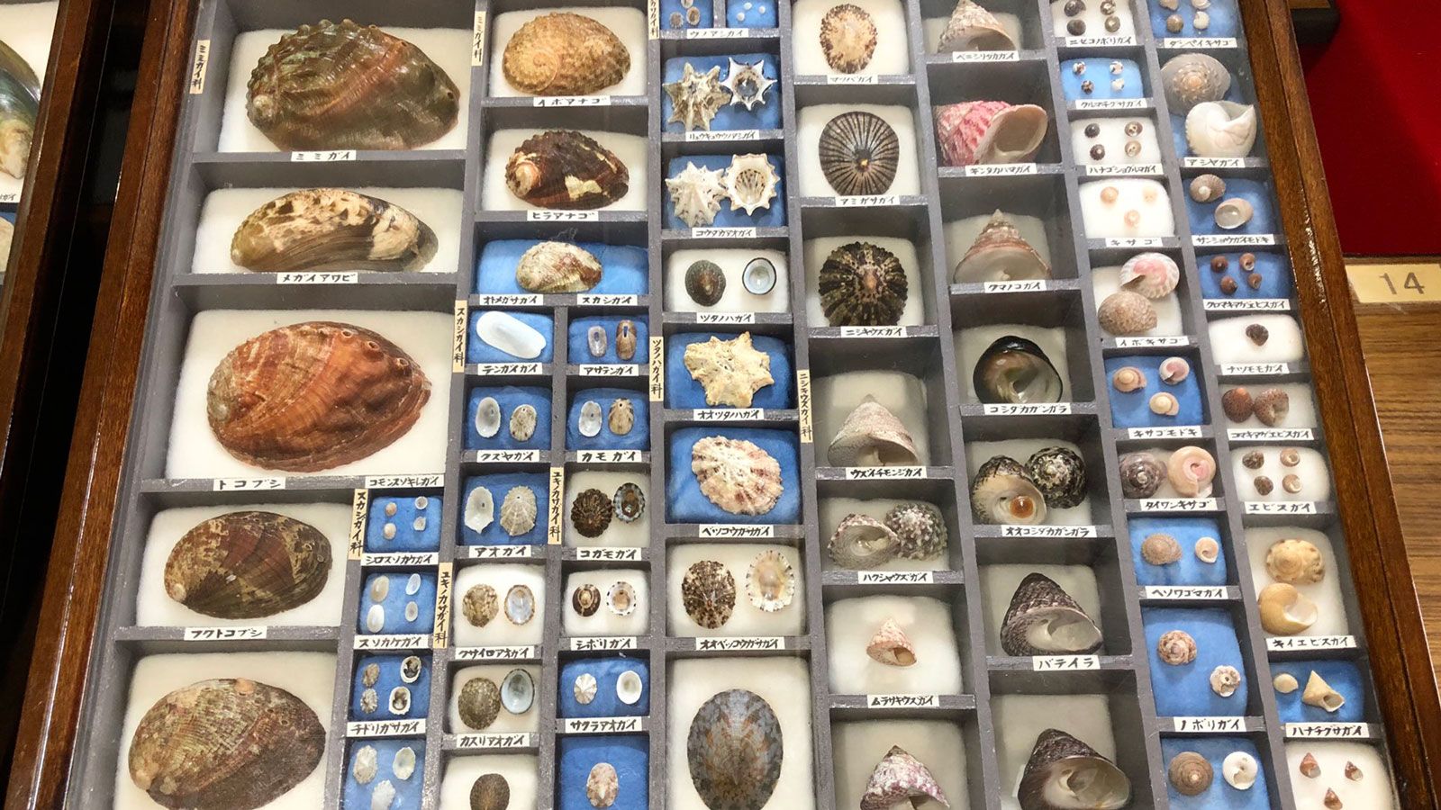 東洋経済オンラインに貝殻の収集 研究に半生を費やした古川美年生さんについて書きました 鹿児島在住ライター 横田ちえのサイト