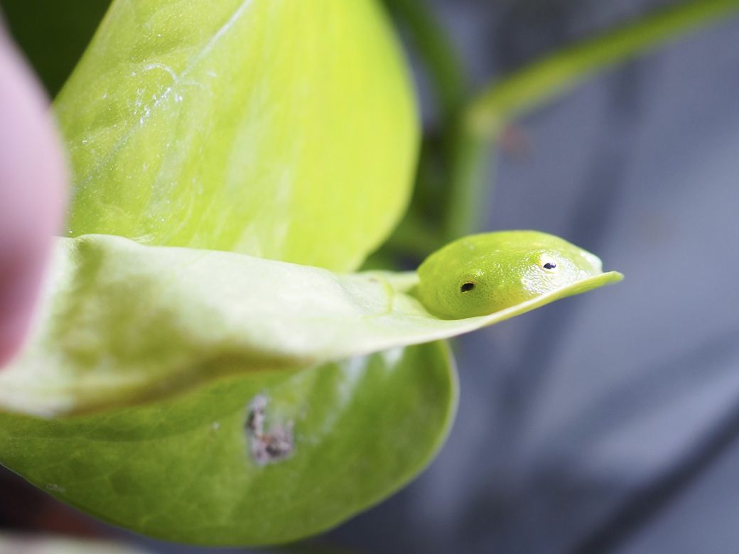 （写真提供：ぴよさん）