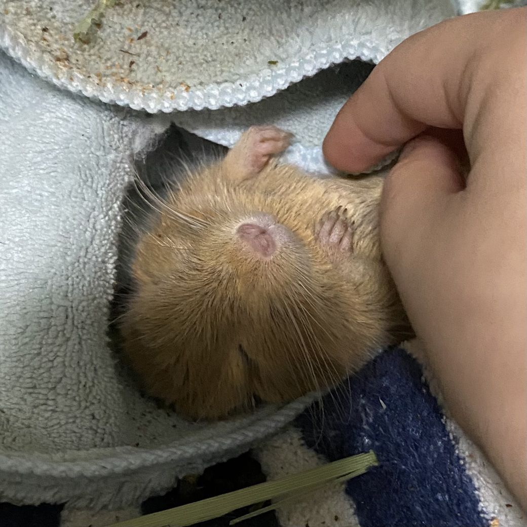 みきさんが触っても起きないほど安心しきって眠るさぶるちゃん（写真：みきさん）