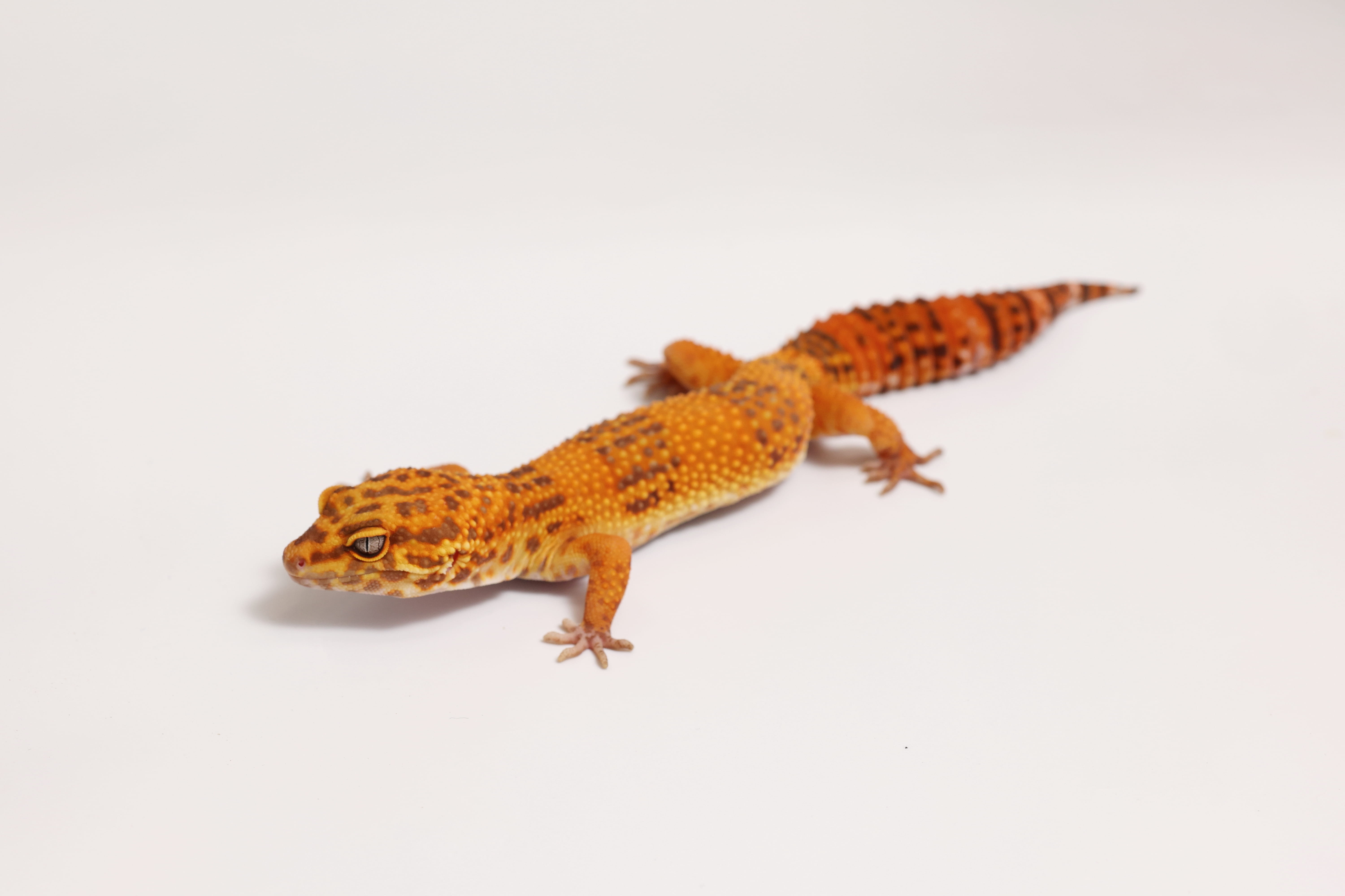 ヒョウモントカゲモドキ（サンスポット）①（撮影：尾形文繁／撮影協力：LUCK UP Reptiles）