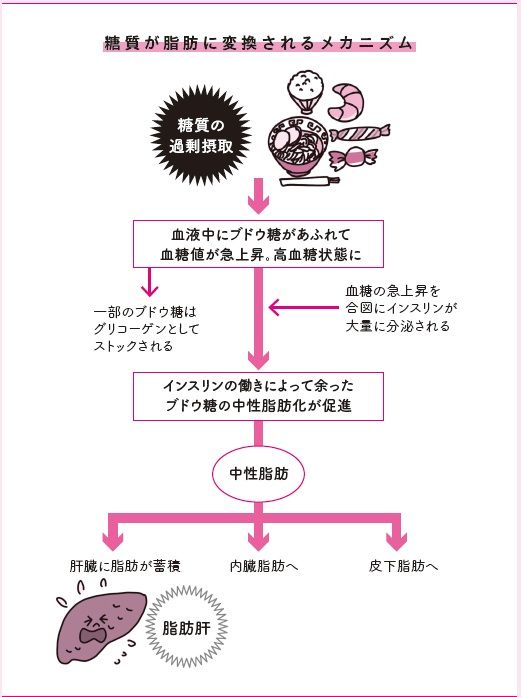 糖質が脂肪に変換されるメカニズム