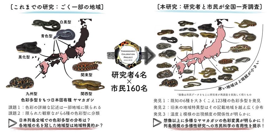 ヤマカガシ