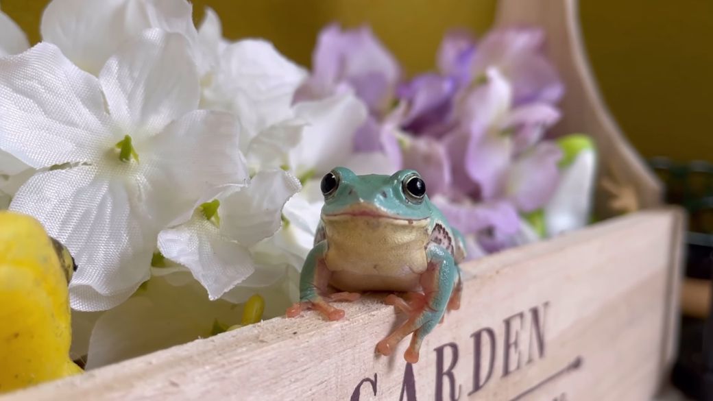 オタマジャクシから育てた「イチゴ」ちゃん。いつも口角が上がっていて、笑っているように見えた（写真提供：ぴよさん）