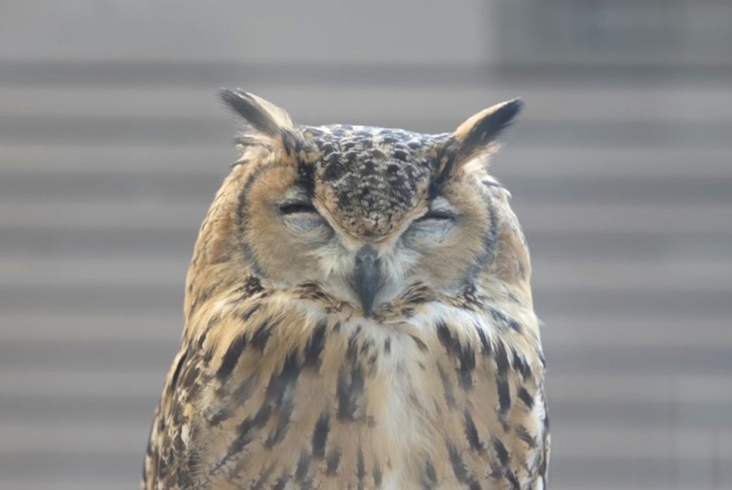 自分の部屋で安心して眠るガルー。目を閉じると、にっこり笑ったような顔になる（写真提供：ゲンさん）