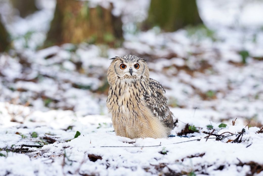 雪の中のガルー（写真提供：ゲンさん）