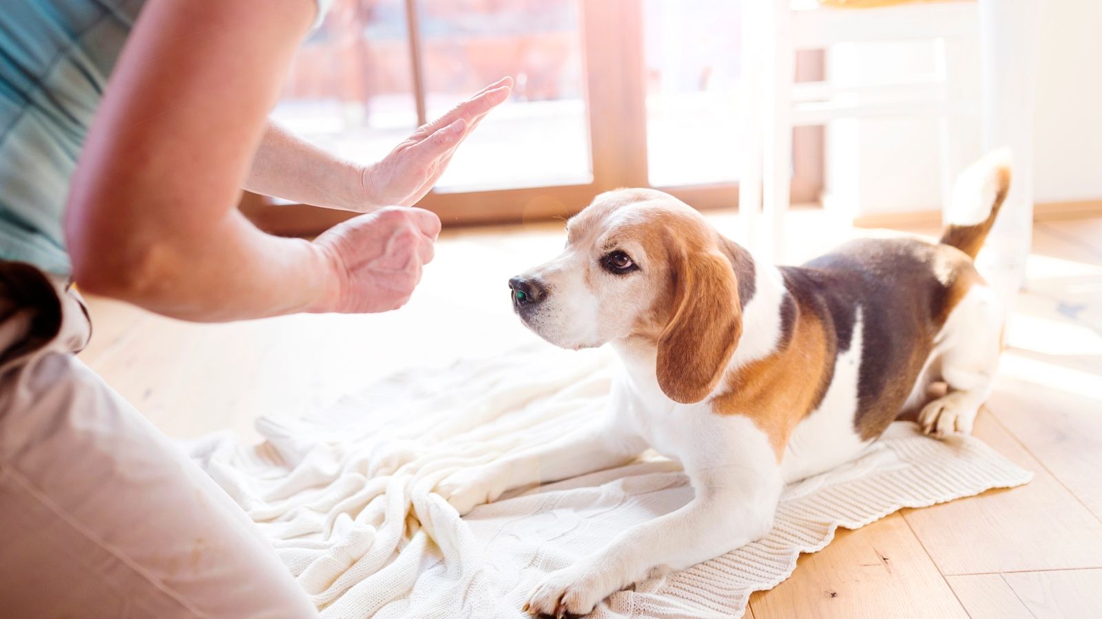 犬は家族を順位付けする が迷信にすぎない訳 ペット 東洋経済オンライン 経済ニュースの新基準