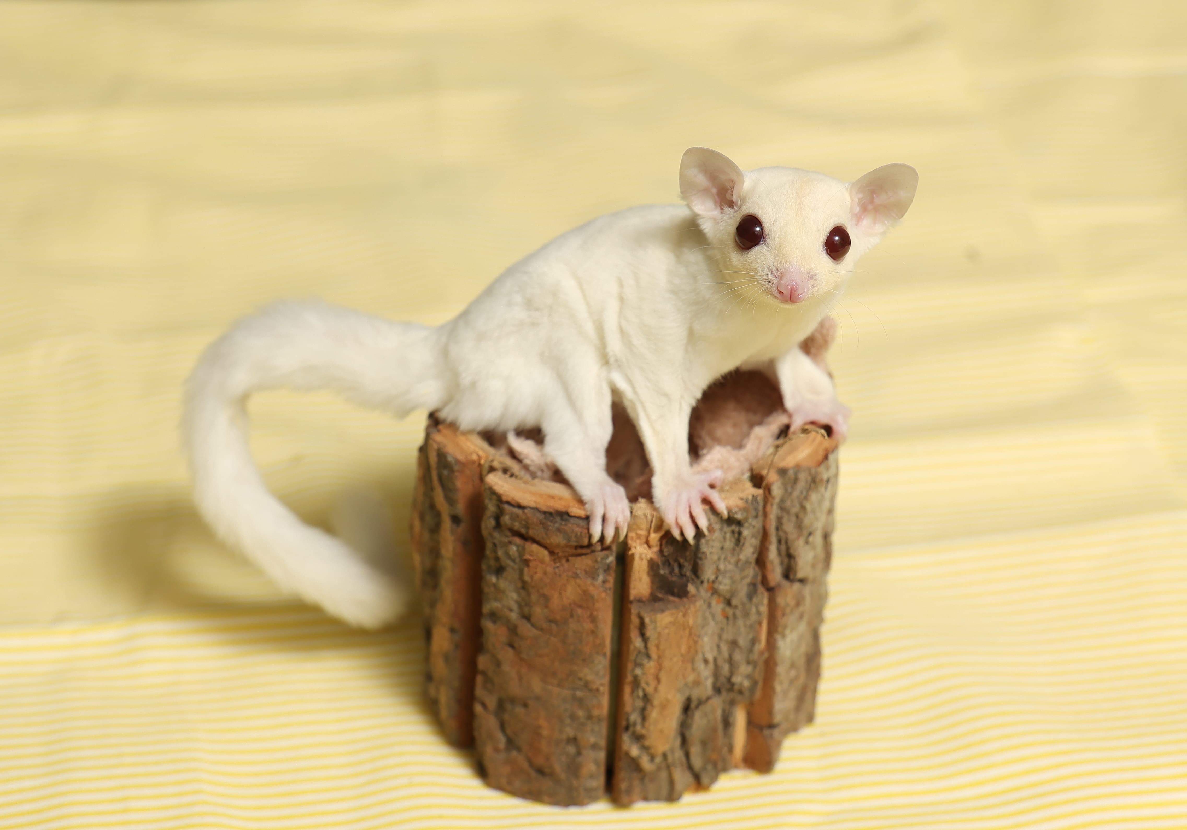 ルビーレイ（撮影協力：NOBIMO15／撮影：尾形文繁）