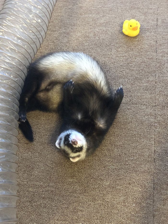 してほしいことがあると、お腹を見せてアピールすることを覚えた（写真提供：ミキさん）