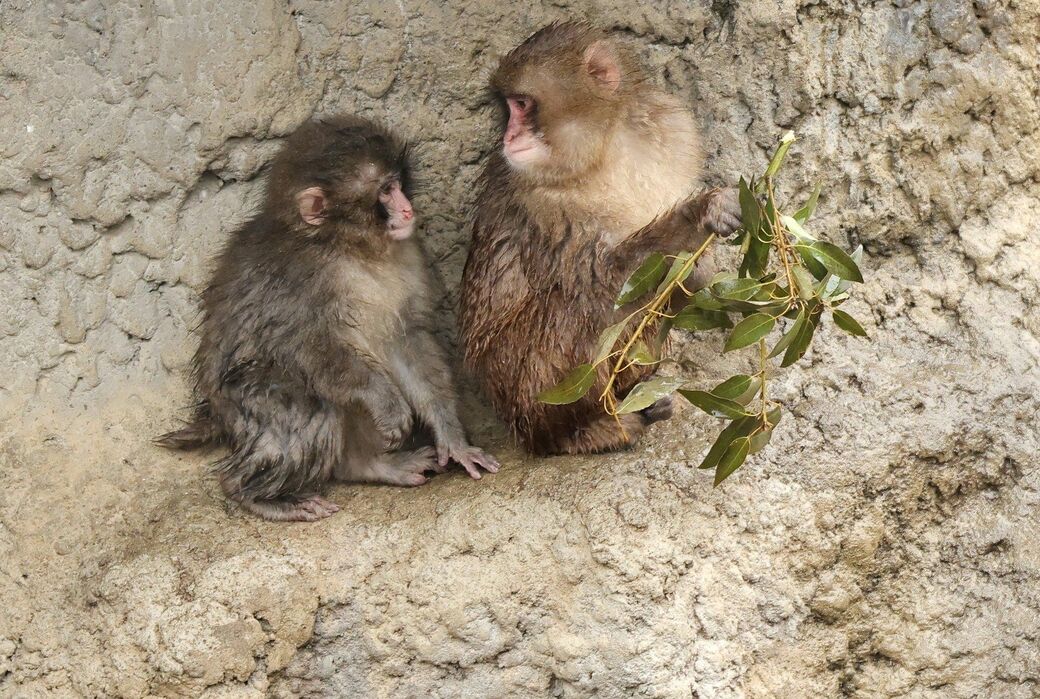 市川市動植物園　パンチくん