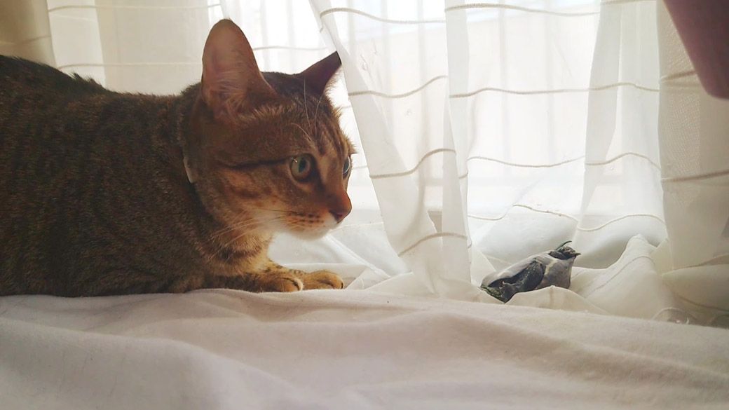 軍曹くんと小雪ちゃん（写真提供：あめちさん）