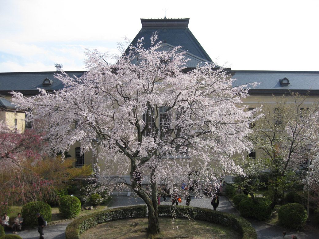 京都府庁旧本館の中庭にあるしだれ桜（筆者撮影）