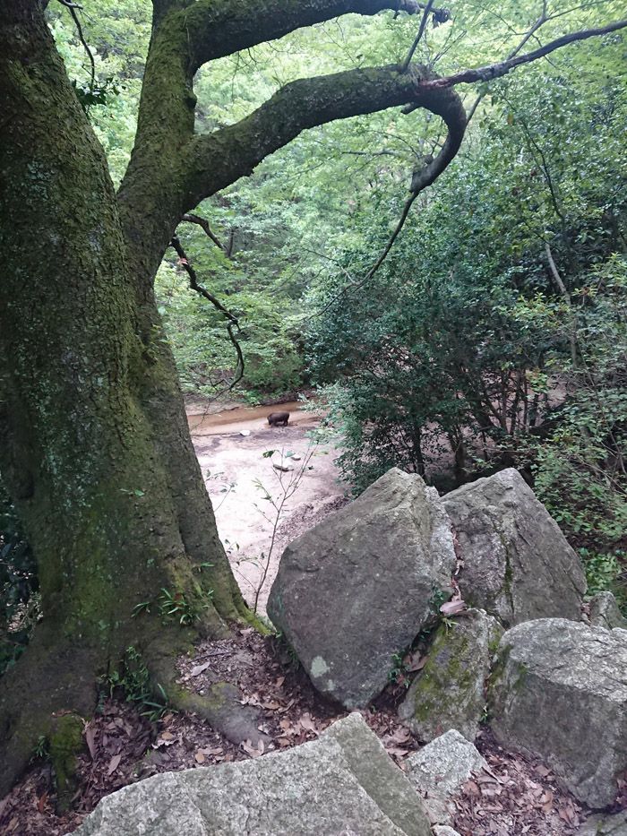登山中はイノシシも出るので要注意（筆者撮影）