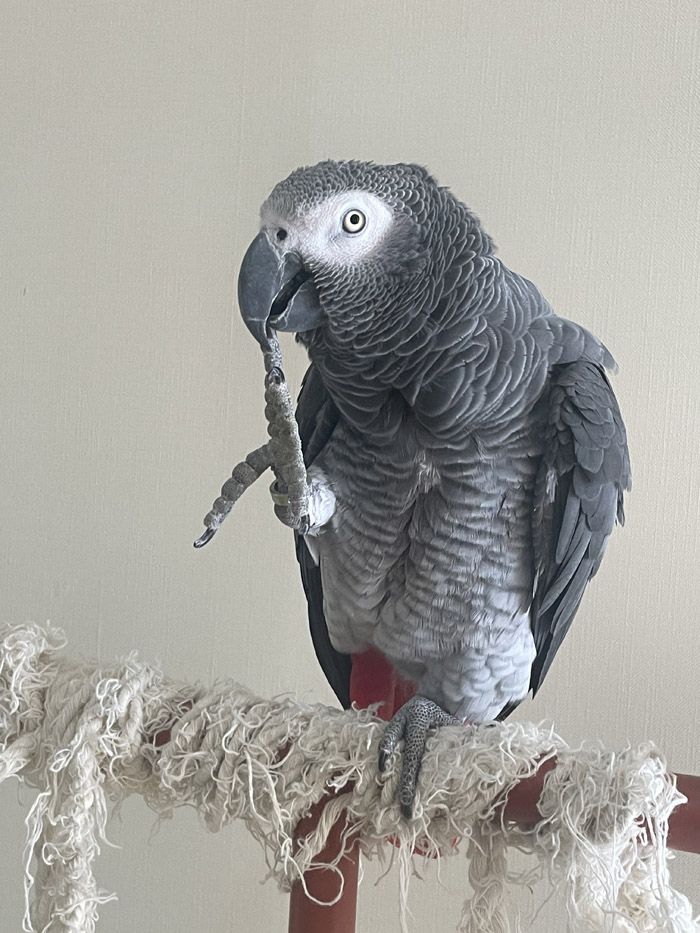 キクノスケくんは、言葉と行動/状況を紐づけて覚えている（写真提供：カマタさん）