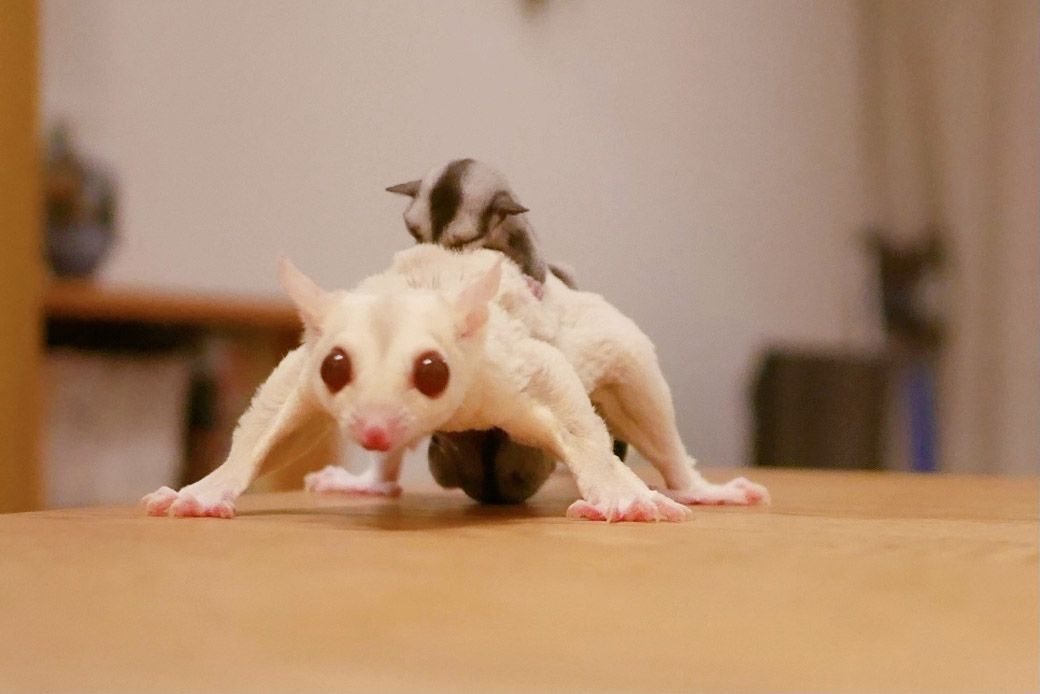 脱嚢した赤ちゃんを背負うチャナちゃん（写真提供：ひろさん）