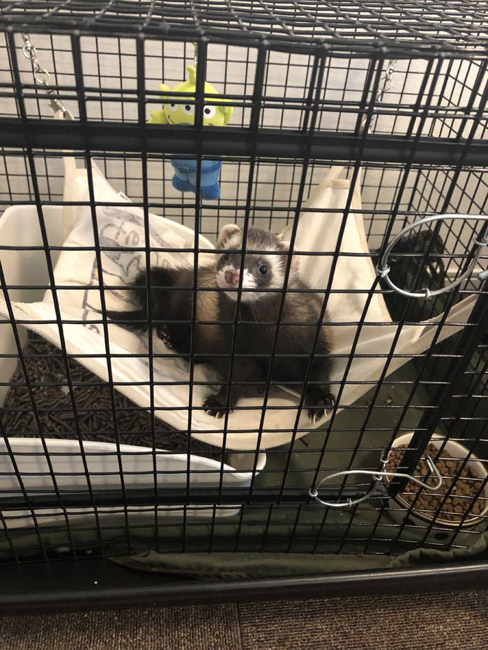 外に出たいときはケージを掻いて「出して」アピールをする（写真提供：ミキさん）