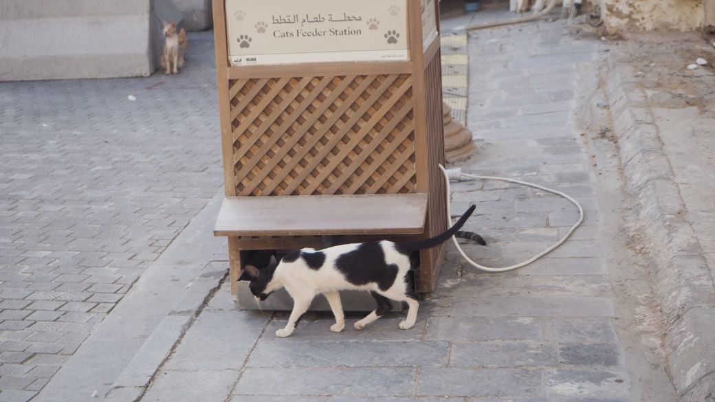 ジェッダ旧市街の「キャット・フィーダー・ステーション」（筆者撮影）