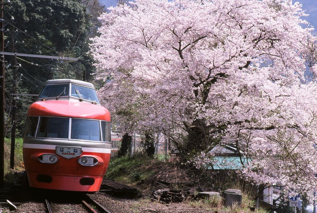 桜花爛漫の箱根路を行く小田急ロマンスカーNSE。かつて小田原―箱根湯本間のレールは箱根登山鉄道と共用のため三線軌条だった（撮影：南正時）