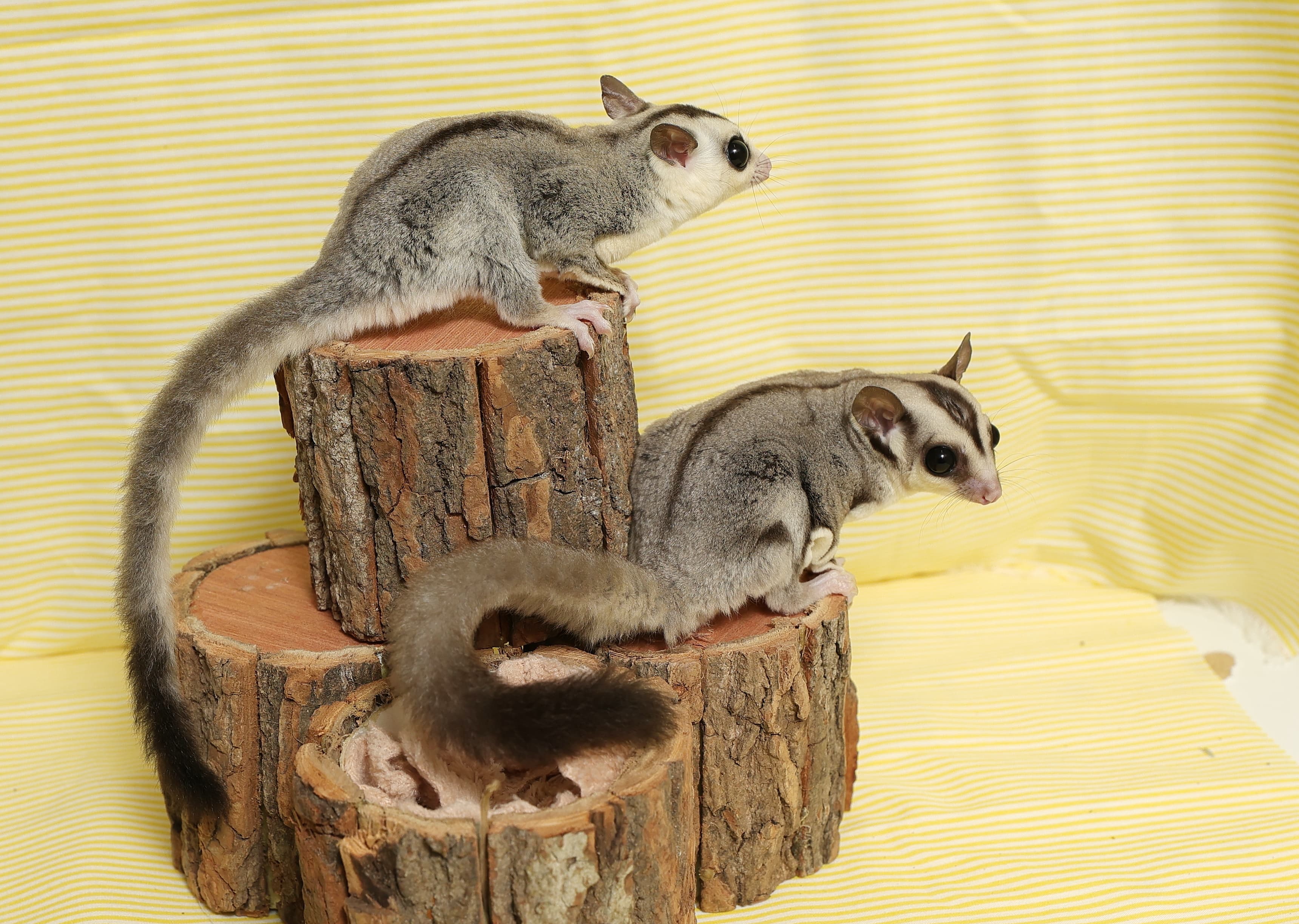 ホワイトフェイスとノーマルクラシック（撮影協力：NOBIMO15／撮影：尾形文繁）