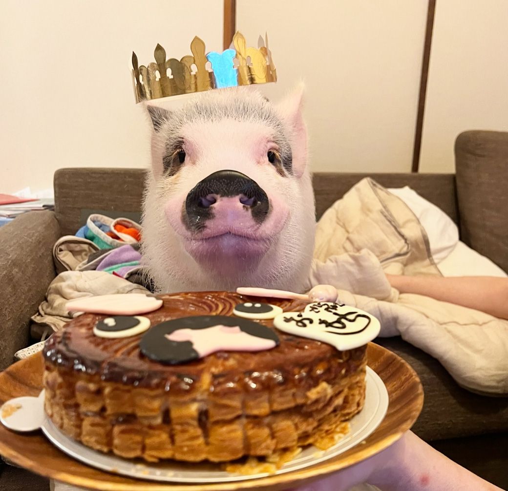 「ミニブタの日」のお祝いにはケーキでお祝い（写真提供：しおりさん）