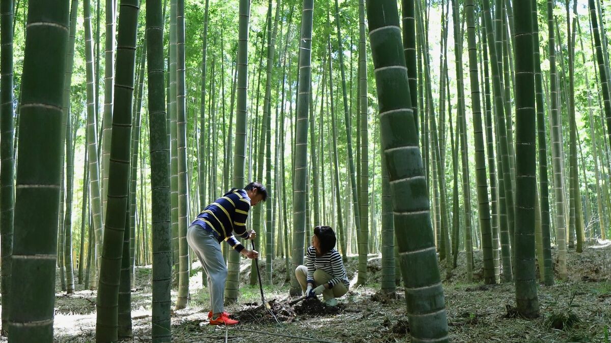 NYで開眼！栃木で｢竹の農場｣盛り上げる男の発想 IBMの中庭を見たことが家業の再興に繋がった | レジャー・観光・ホテル | 東洋経済オンライン
