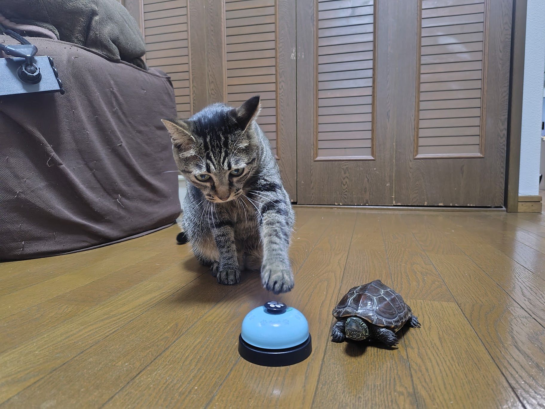 （写真提供：あめちさん）