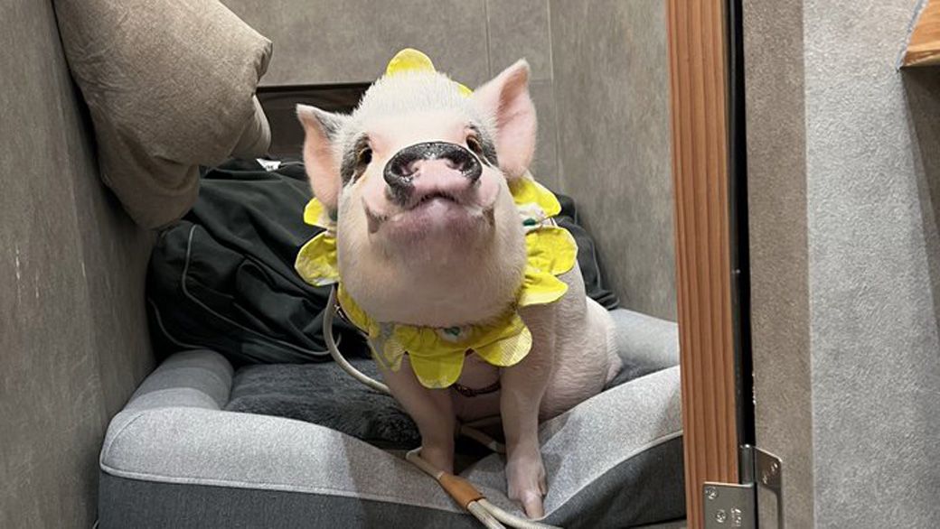 お店の専用スペースでくつろぐおもちくん（写真提供：しおりさん）