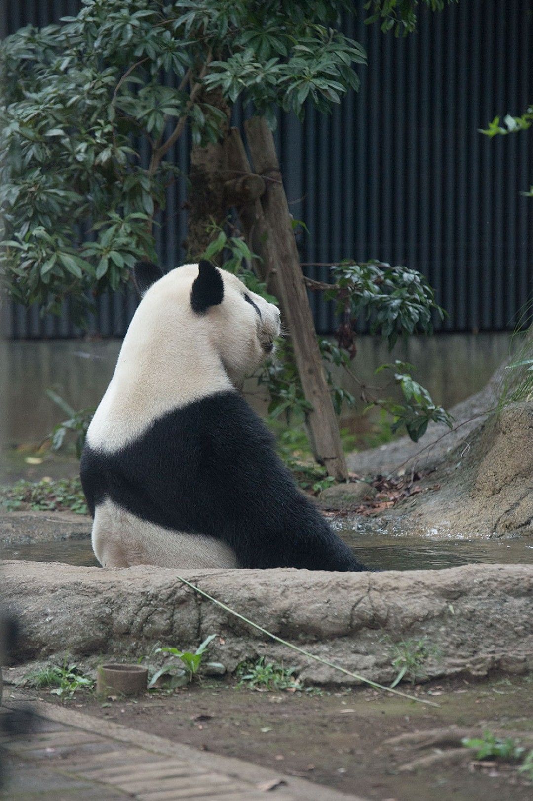 リーリー。2016年9月11日撮影（写真：高氏さん提供）