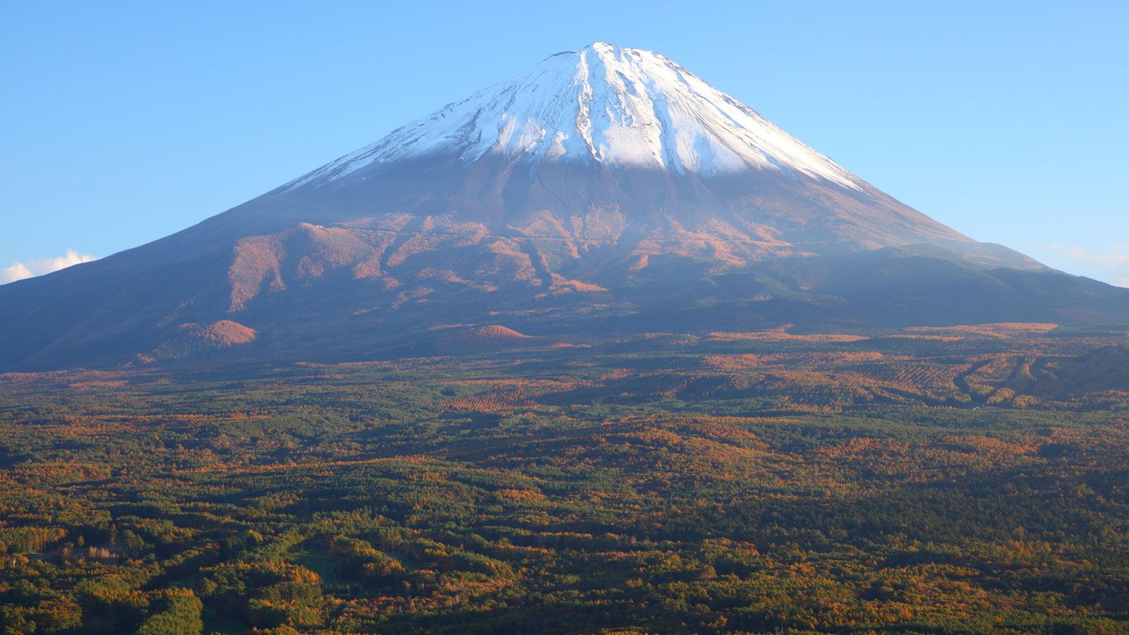富士の樹海に伝わる 5つの都市伝説 の真実 災害 事件 裁判 東洋経済オンライン 経済ニュースの新基準