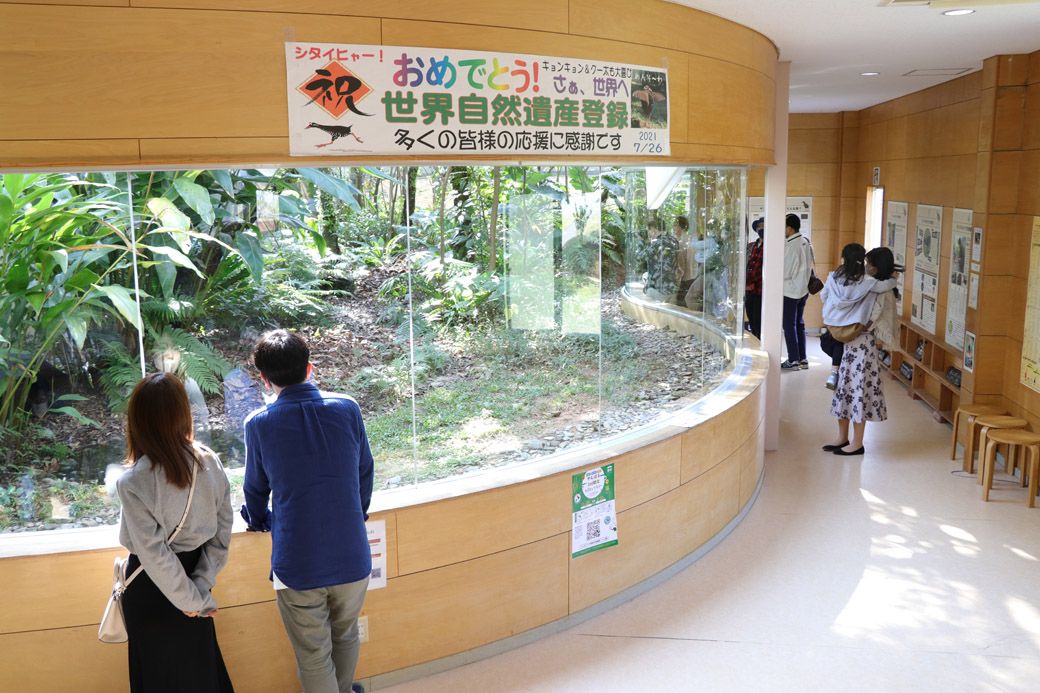 沖縄本島最北部の市町村・国頭村にあるヤンバルクイナ生態展示学習施設では、ヤンバルクイナの姿を見ることができる。（筆者撮影）