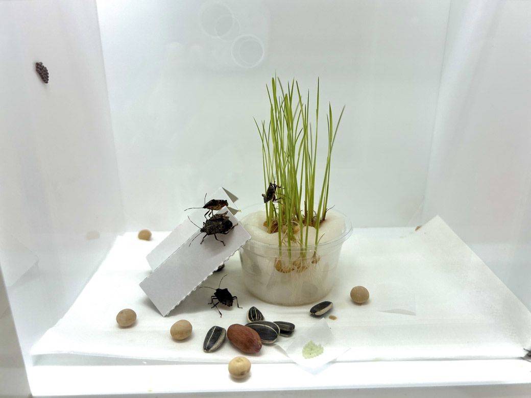 農作物の害虫の代表格カメムシの展示。餌として大豆、落花生、ひまわりの種を与えている（筆者撮影）