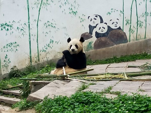 中国ジャイアントパンダ保護研究センター雅安碧峰峡基地のパンダ（写真：筆者撮影）