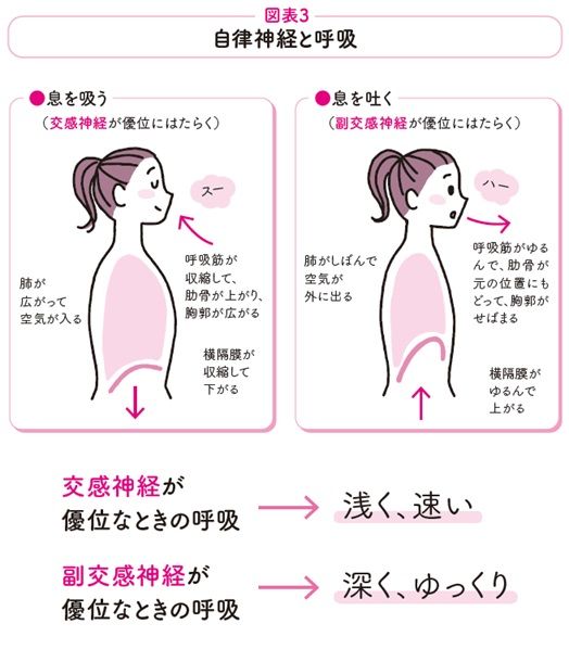 自律神経と呼吸