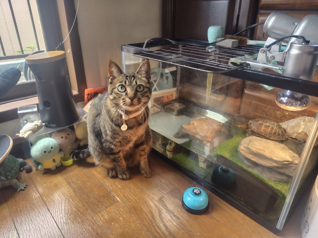 軍曹くんの水槽（写真提供：あめちさん）