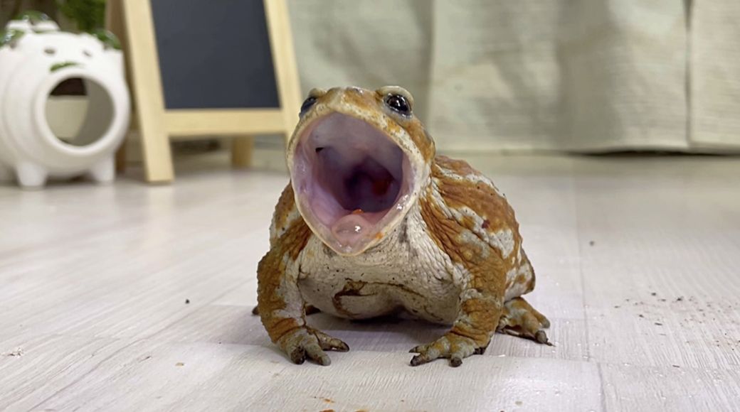 （写真提供：ぴよさん）