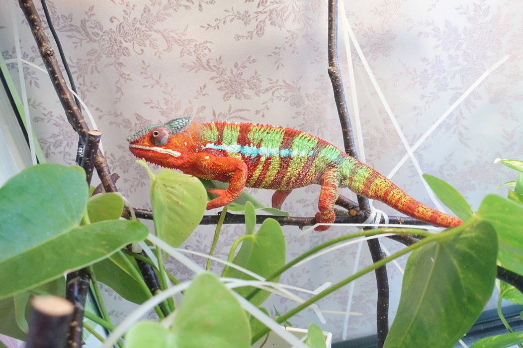 パンサーカメレオン・アンビローブのオスは、自然界では目立ちすぎる色彩を放つ（写真提供：山村さん）