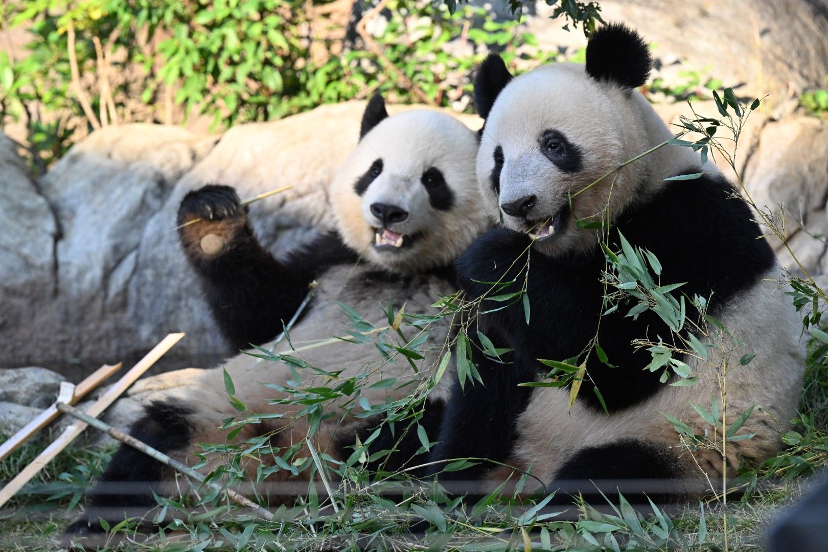 シャオシャオ、レイレイ。2023年11月1日撮影（写真：高氏さん提供）