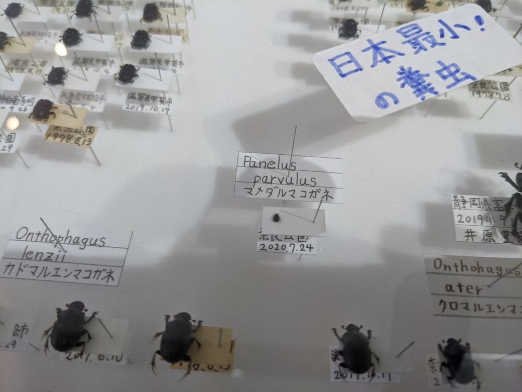 マメダルマコガネは日本最小にして日本唯一のフンコロガシ。見つけるのには注意力が必要な小ささだ（写真：著者撮影）