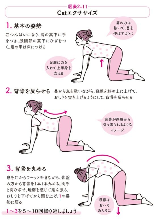 Catエクササイズ