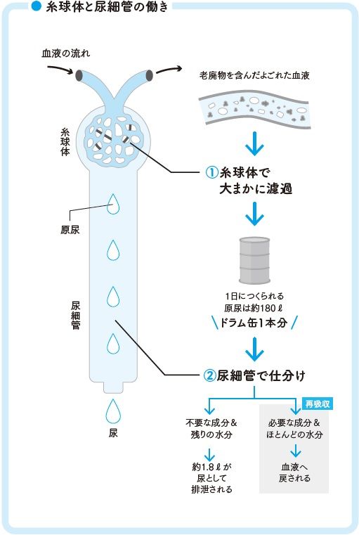 ネフロンの働き